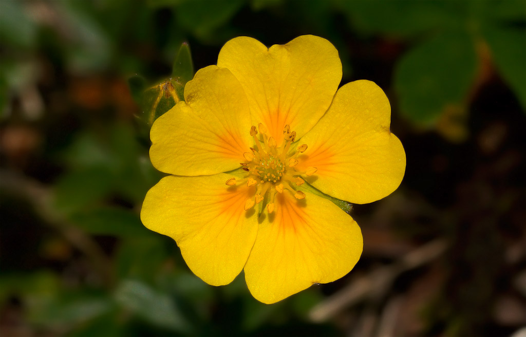 parco Paneveggio Pale di S.Martino - Potentilla sp.