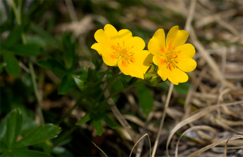parco Paneveggio Pale di S.Martino - Potentilla sp.