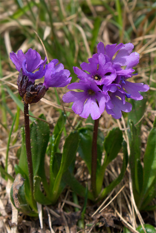 Primula daonensis ? no, Primula glutinosa