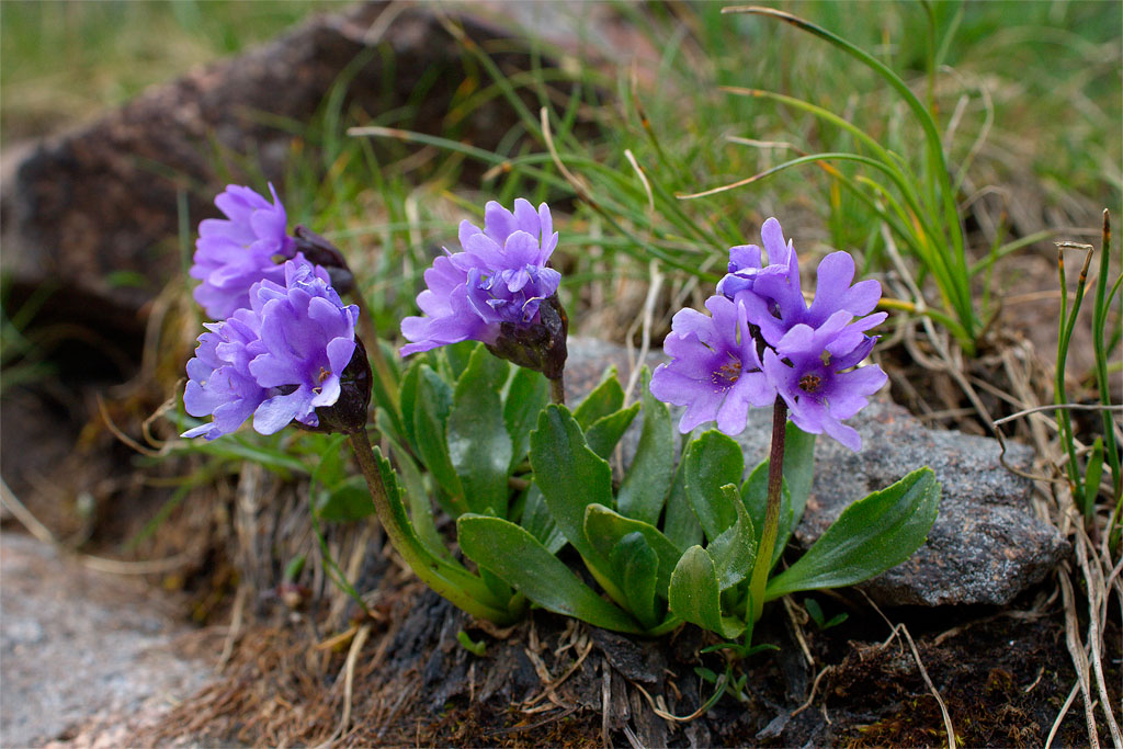 Primula daonensis ? no, Primula glutinosa