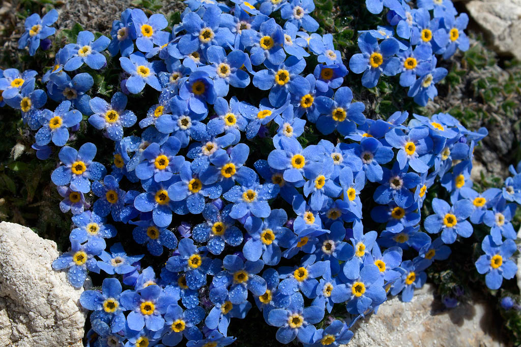 Eritrichium nanum / Nontiscordardime nano