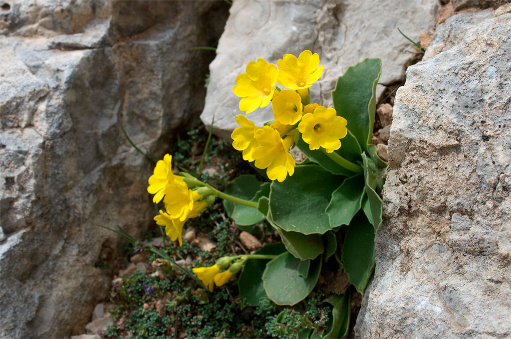 Primula auricula