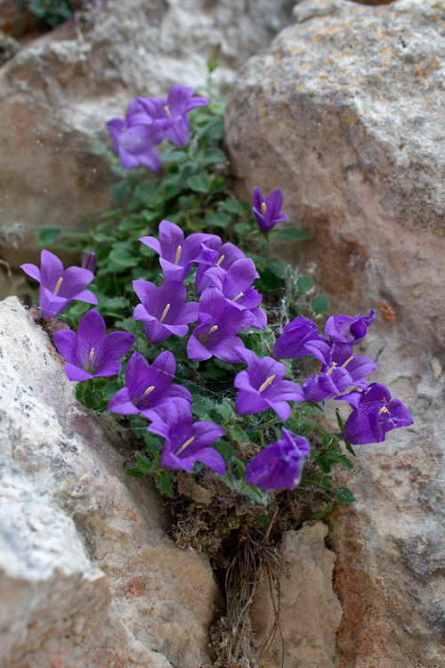 Campanula morettiana / Campanula di Moretti