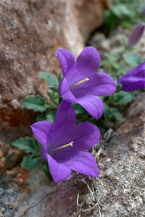 Campanula morettiana / Campanula di Moretti