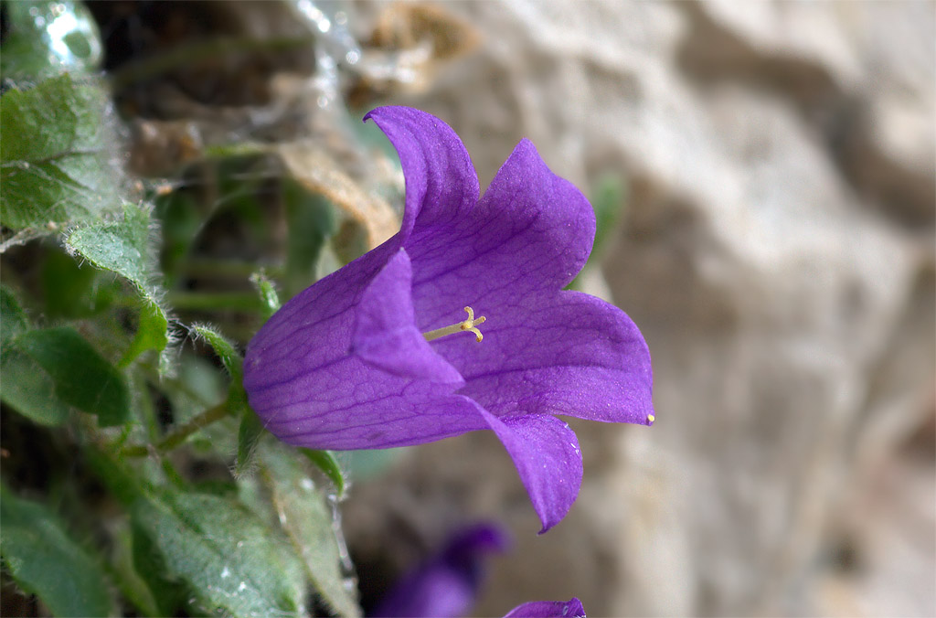 Campanula morettiana / Campanula di Moretti