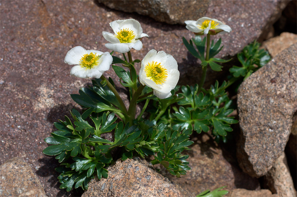 2 Ranuncoli d''alta quota - R. glacialis e R. alpestris
