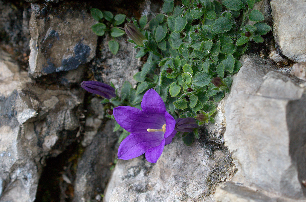 Campanula morettiana / Campanula di Moretti