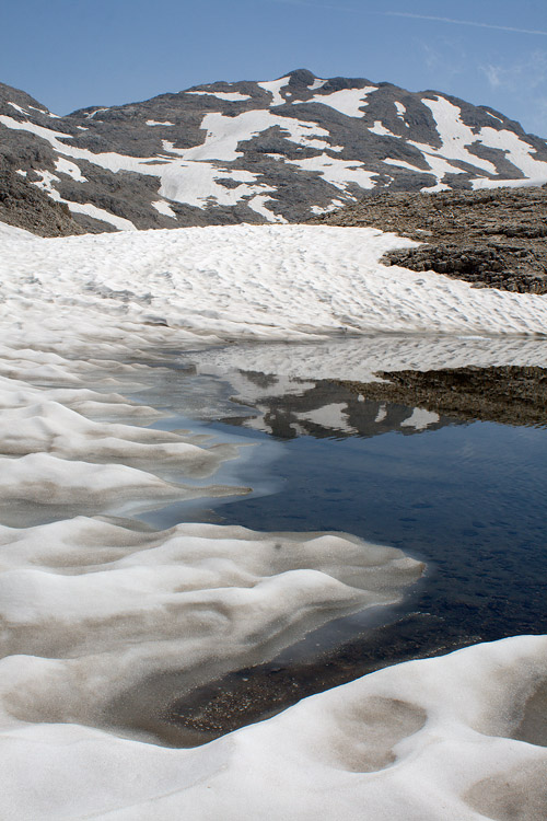 2 Ranuncoli d''alta quota - R. glacialis e R. alpestris