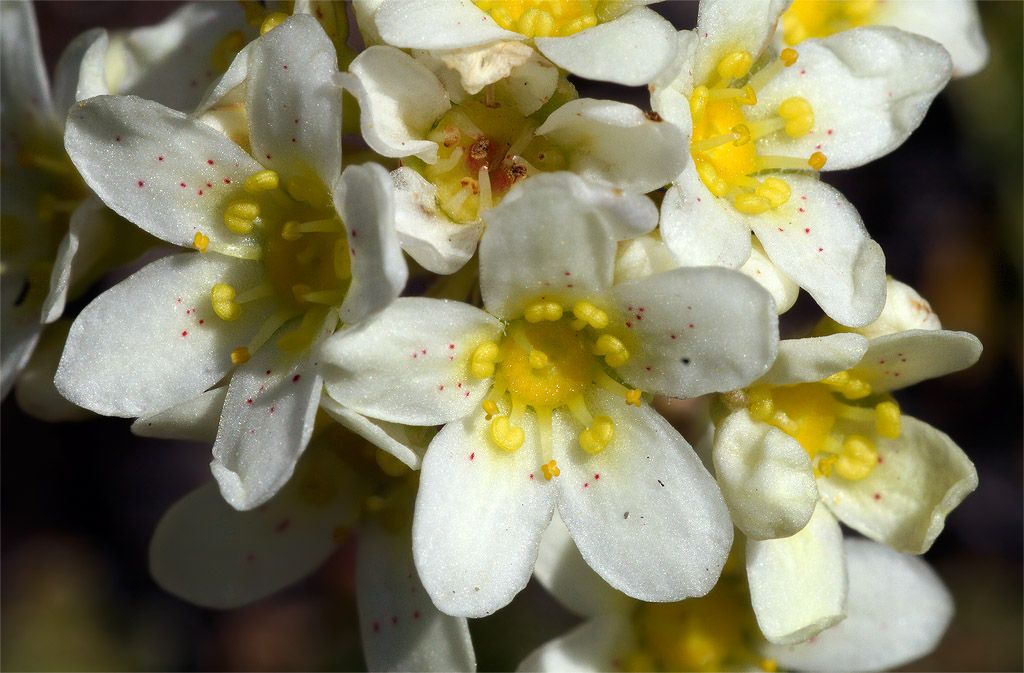 Saxifraga paniculata