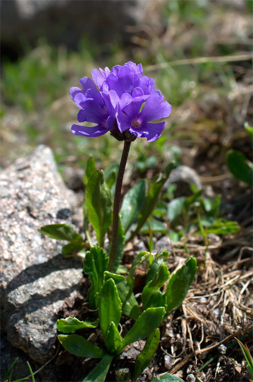 Primula daonensis ? no, Primula glutinosa