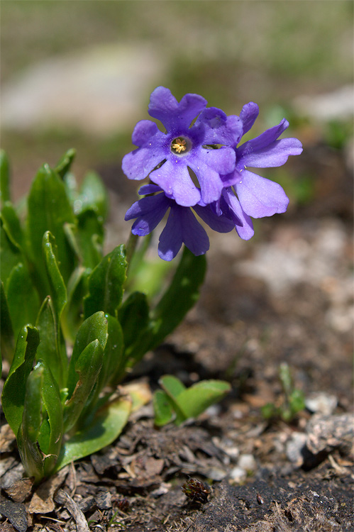 Primula daonensis ? no, Primula glutinosa