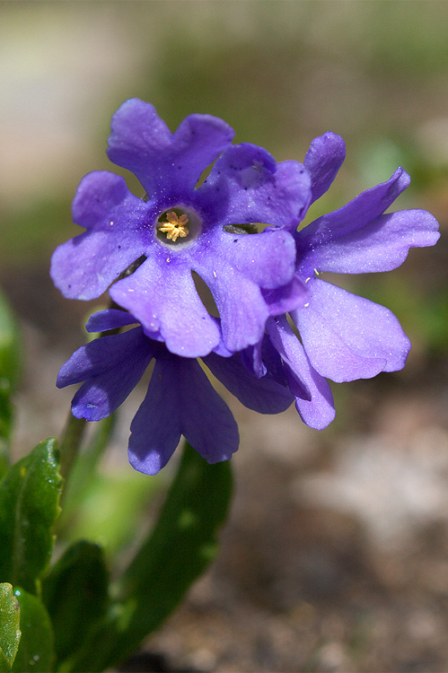 Primula daonensis ? no, Primula glutinosa