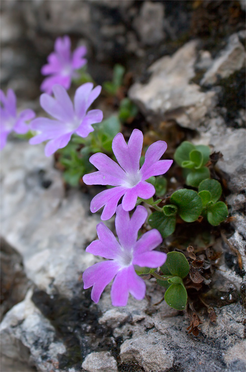 Primula tyrolensis / Primula tirolese