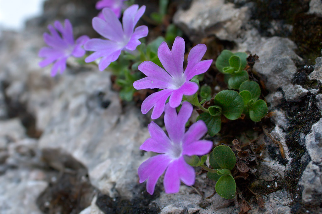 Primula tyrolensis / Primula tirolese