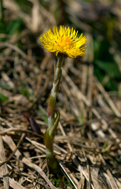 Alto Adige - Tussilago farfara e Potentilla sp.