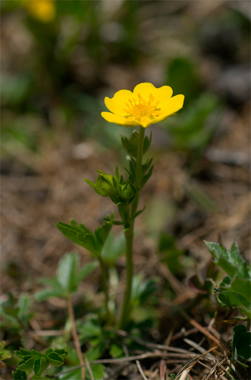 Alto Adige - Tussilago farfara e Potentilla sp.