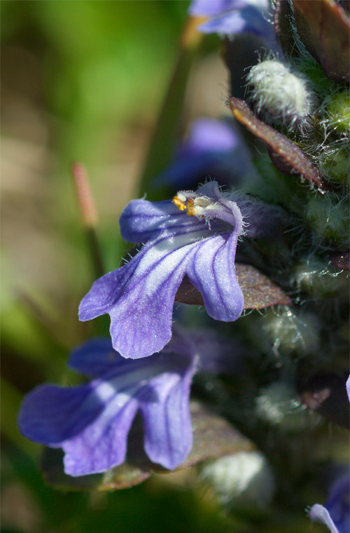 Altro fiore sul Monte Baldo - Ajuga reptans
