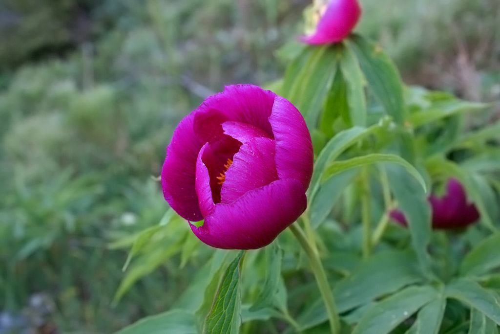 Monte Baldo - Peonia Officinalis