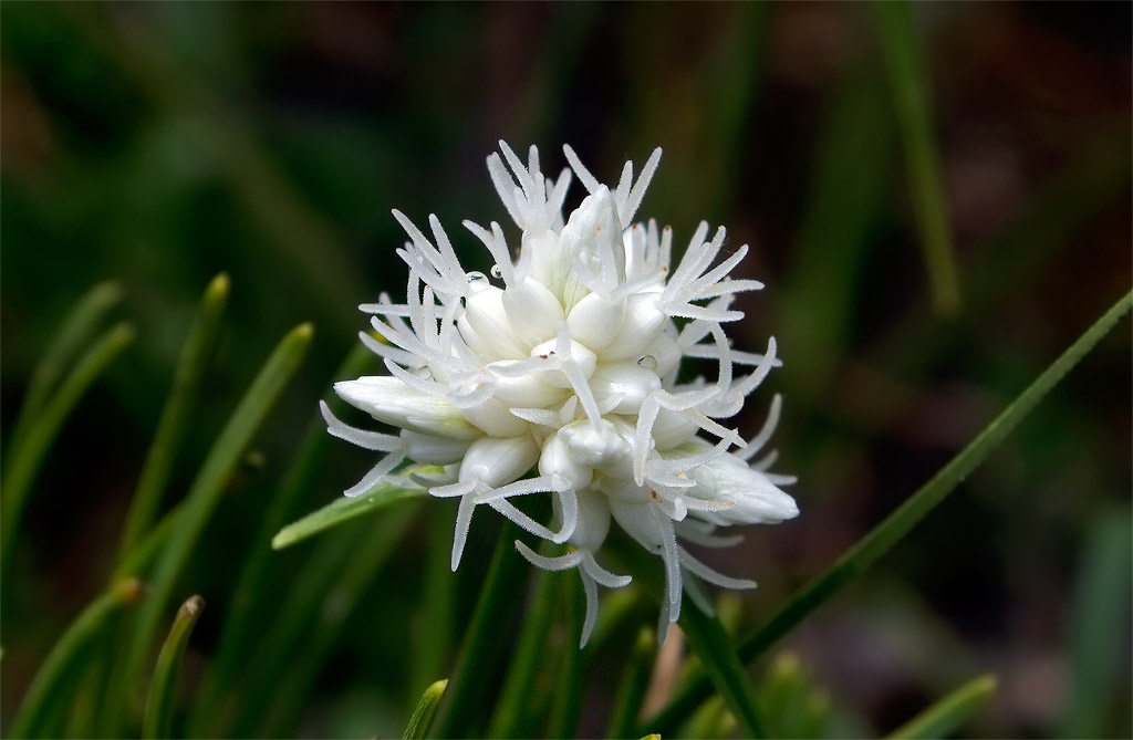 Carex baldensis / Carice del Monte Baldo