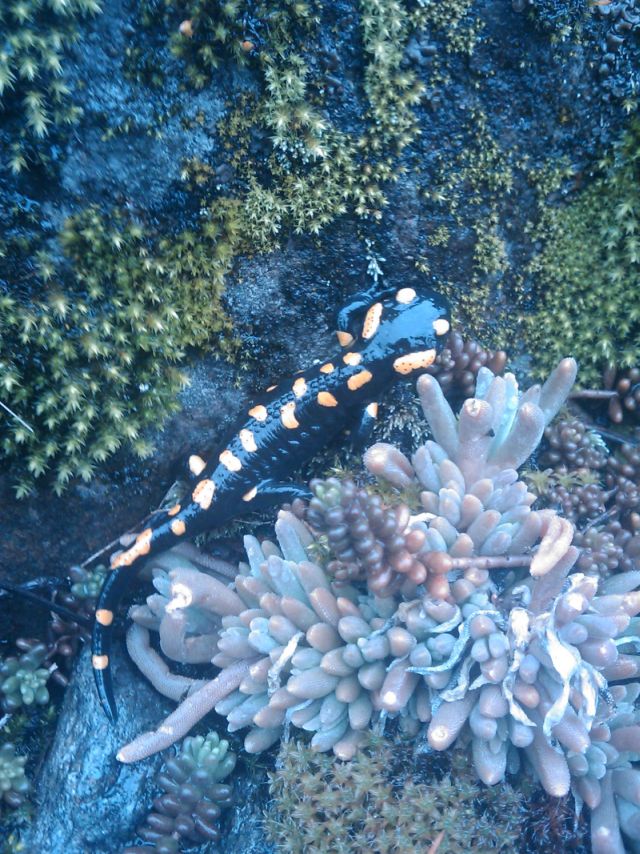 Salamandra salamandra