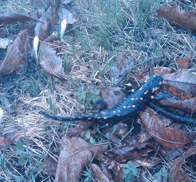 Salamandra salamandra