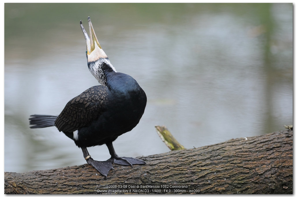 Avifauna humor