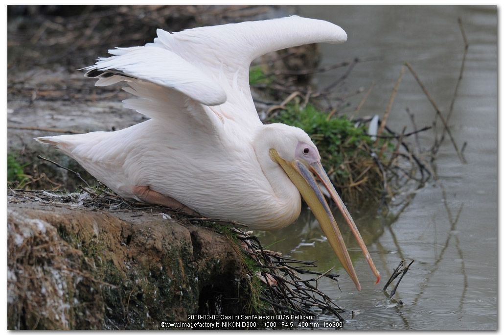 Avifauna humor