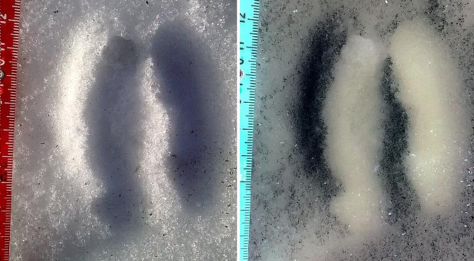 identificazioni