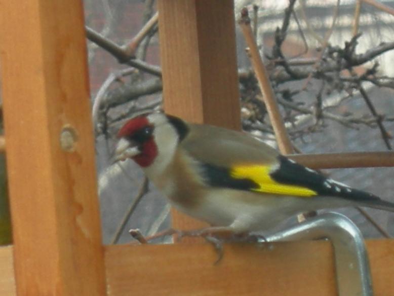 Uccelli nel mio giardino