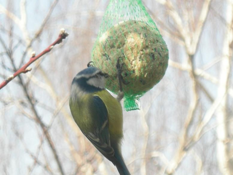 Uccelli nel mio giardino