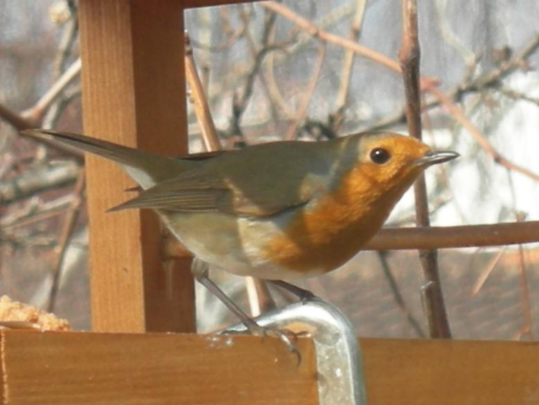 Uccelli nel mio giardino