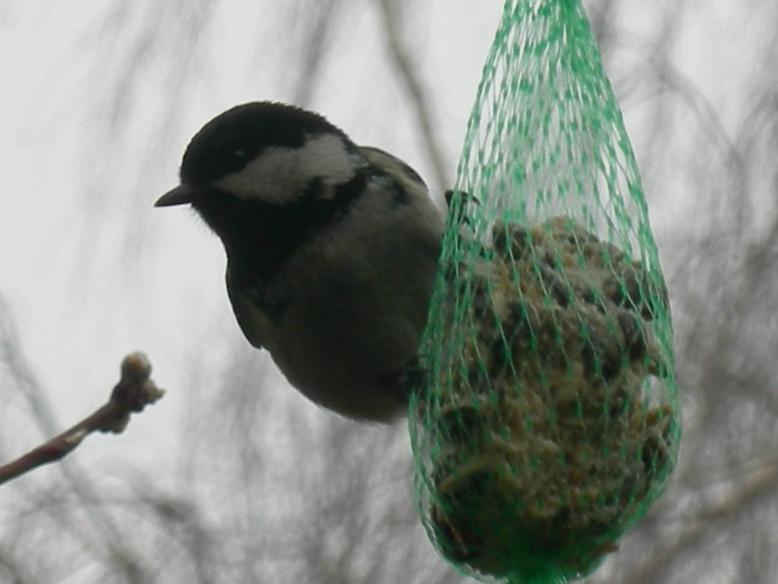 Uccelli nel mio giardino