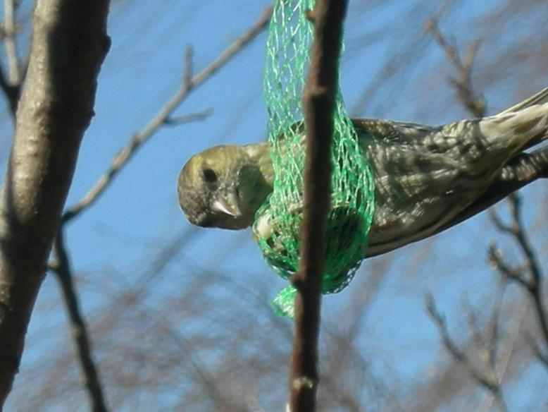 Uccelli nel mio giardino