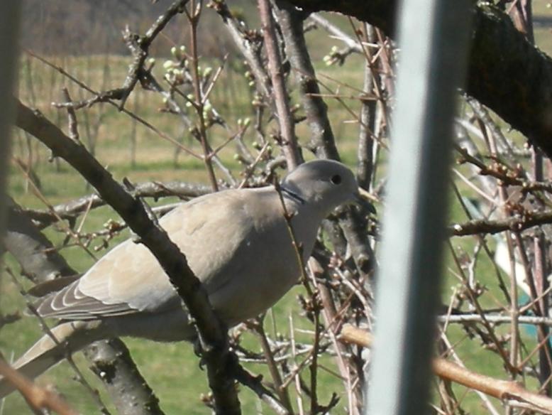 Uccelli nel mio giardino