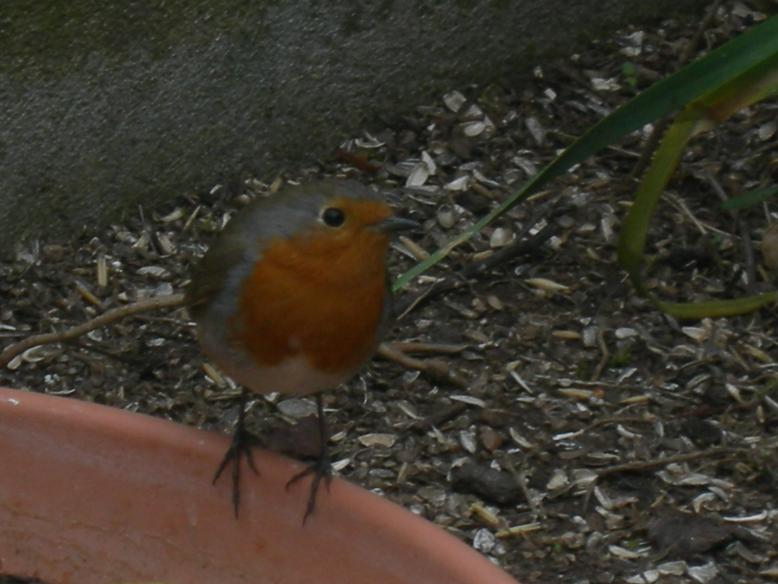 Uccelli nel mio giardino