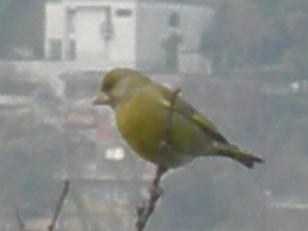 Uccelli nel mio giardino