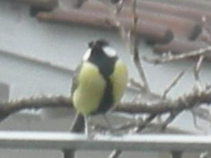 Uccelli nel mio giardino