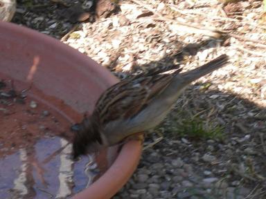 Uccelli nel mio giardino