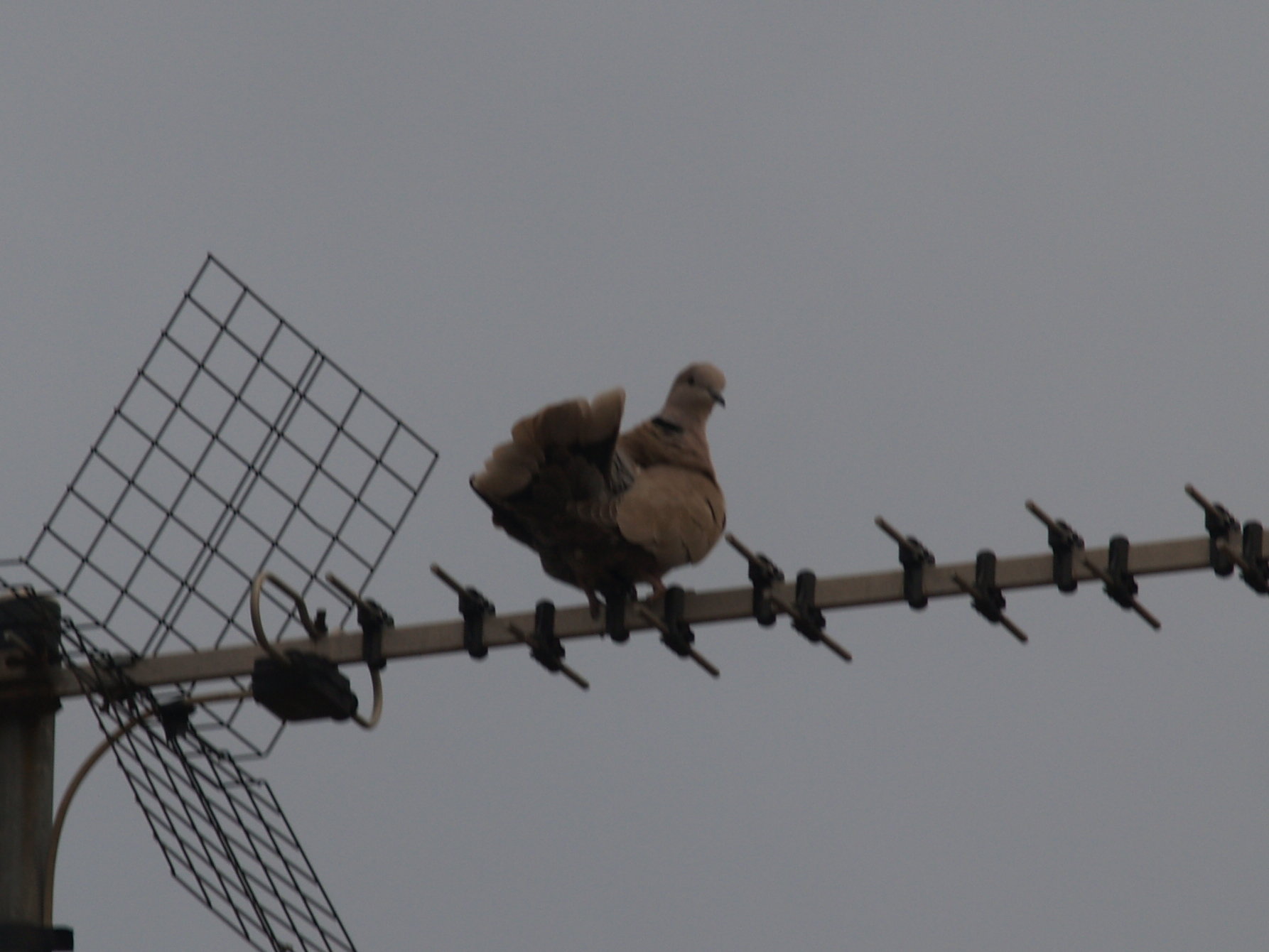 Avifauna humor