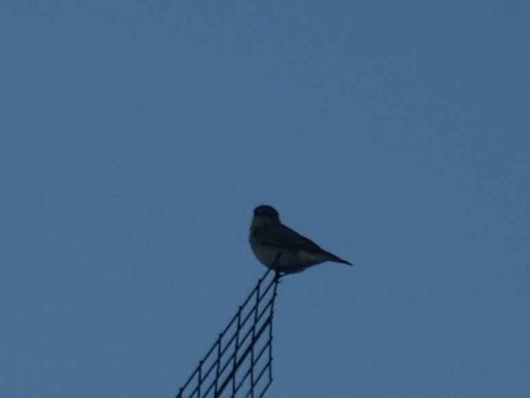 Sylvide (?) da identificare