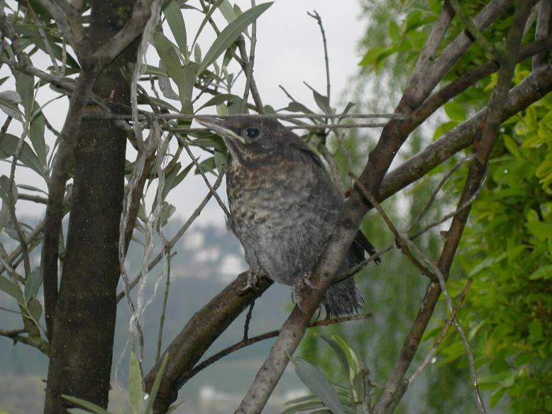 nidiata di merli