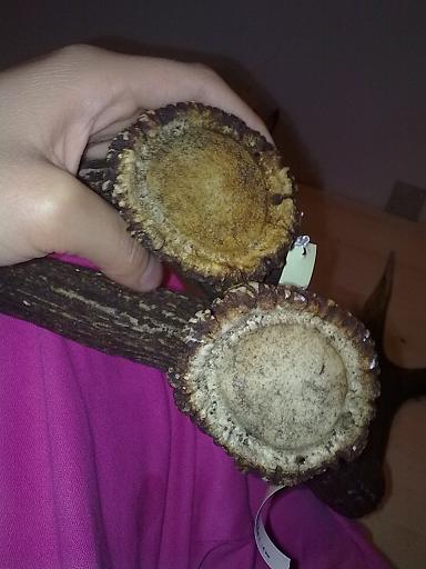 palchi raccolti