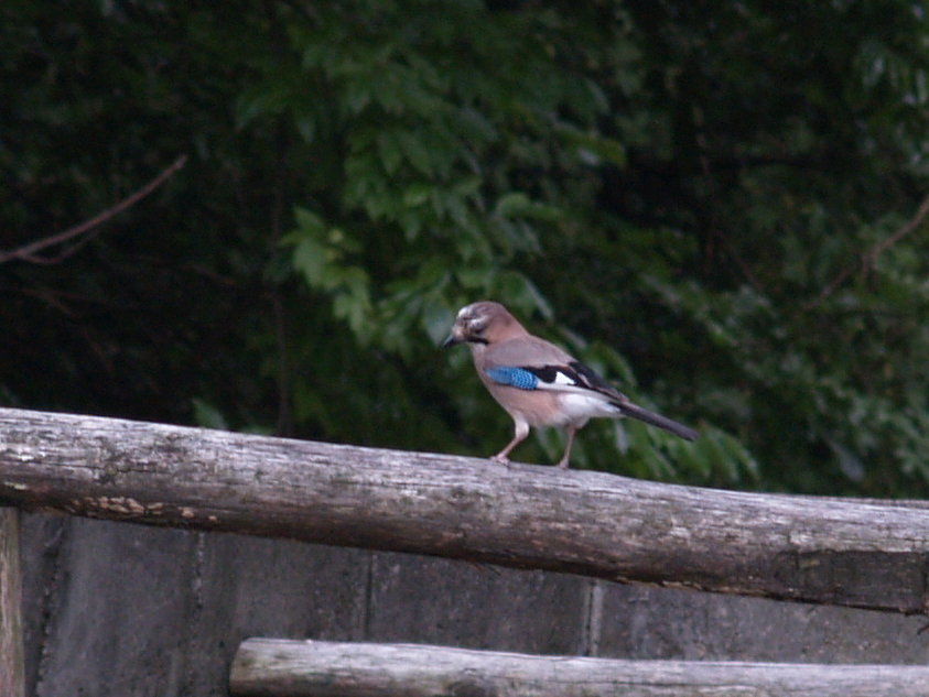 miniQUIZ facile facile