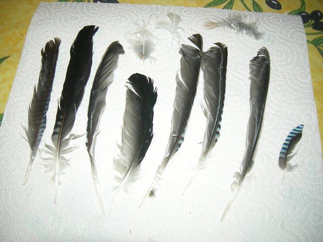piume e penne : ghiandaia