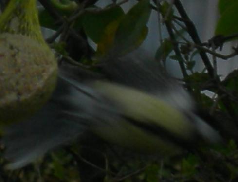 Uccelli nel mio giardino