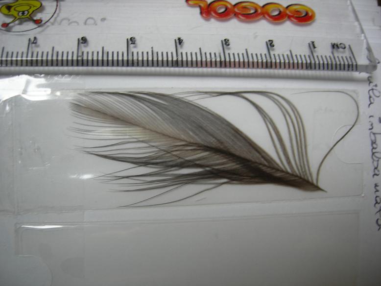 Piuma:Aquila reale