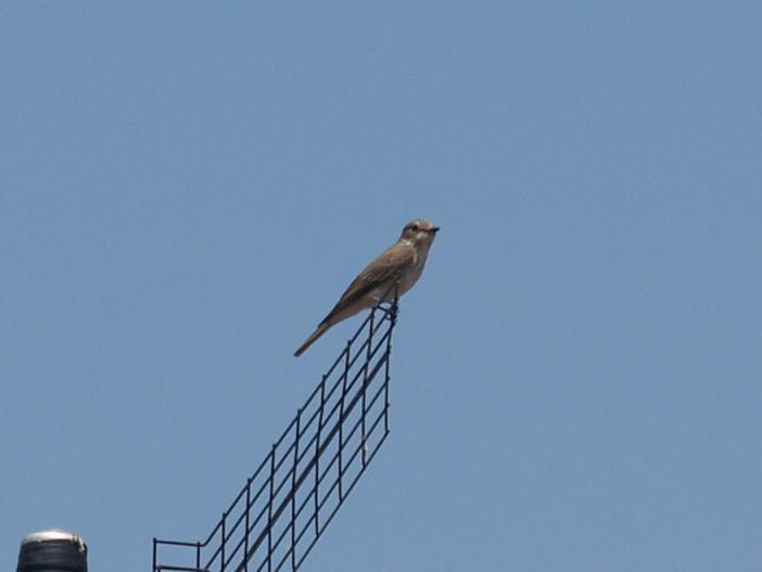 Sylvide (?) da identificare