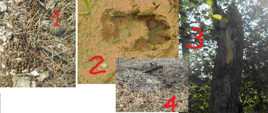 identificazioni