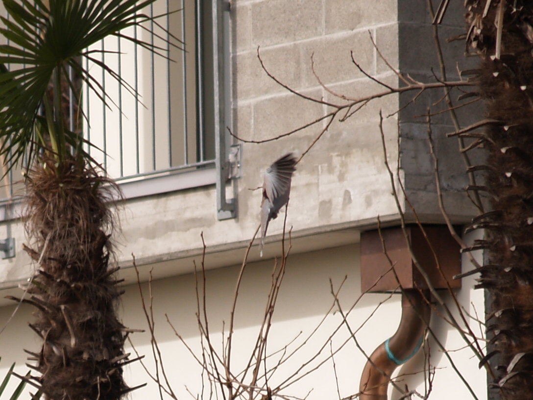 Avifauna humor