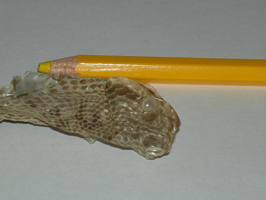 Muta di vipera